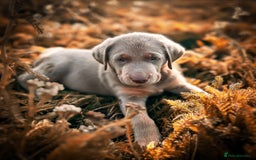 Labrador Retriever dogs for sale: 🐾Meet our adorable silver & charcoal lab pupps🐾  - Image 11
