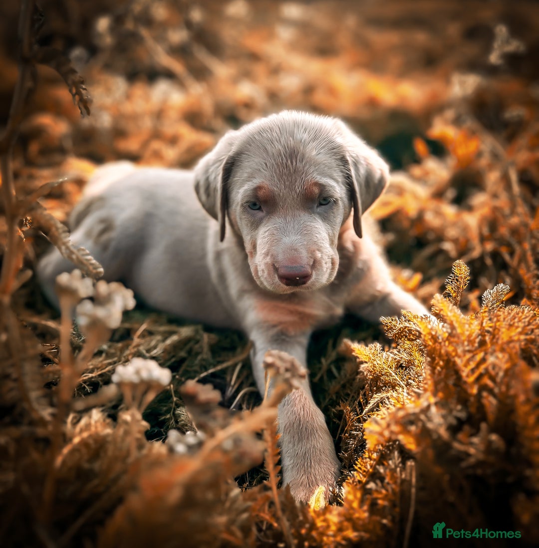 Labrador Retriever dogs for sale: 🐾Meet our adorable silver & charcoal lab pupps🐾  - Image 11