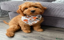 Cockapoo dogs for sale: 4 Stunning Fox Red F1b Toy Cockapoos  - Advert 33
