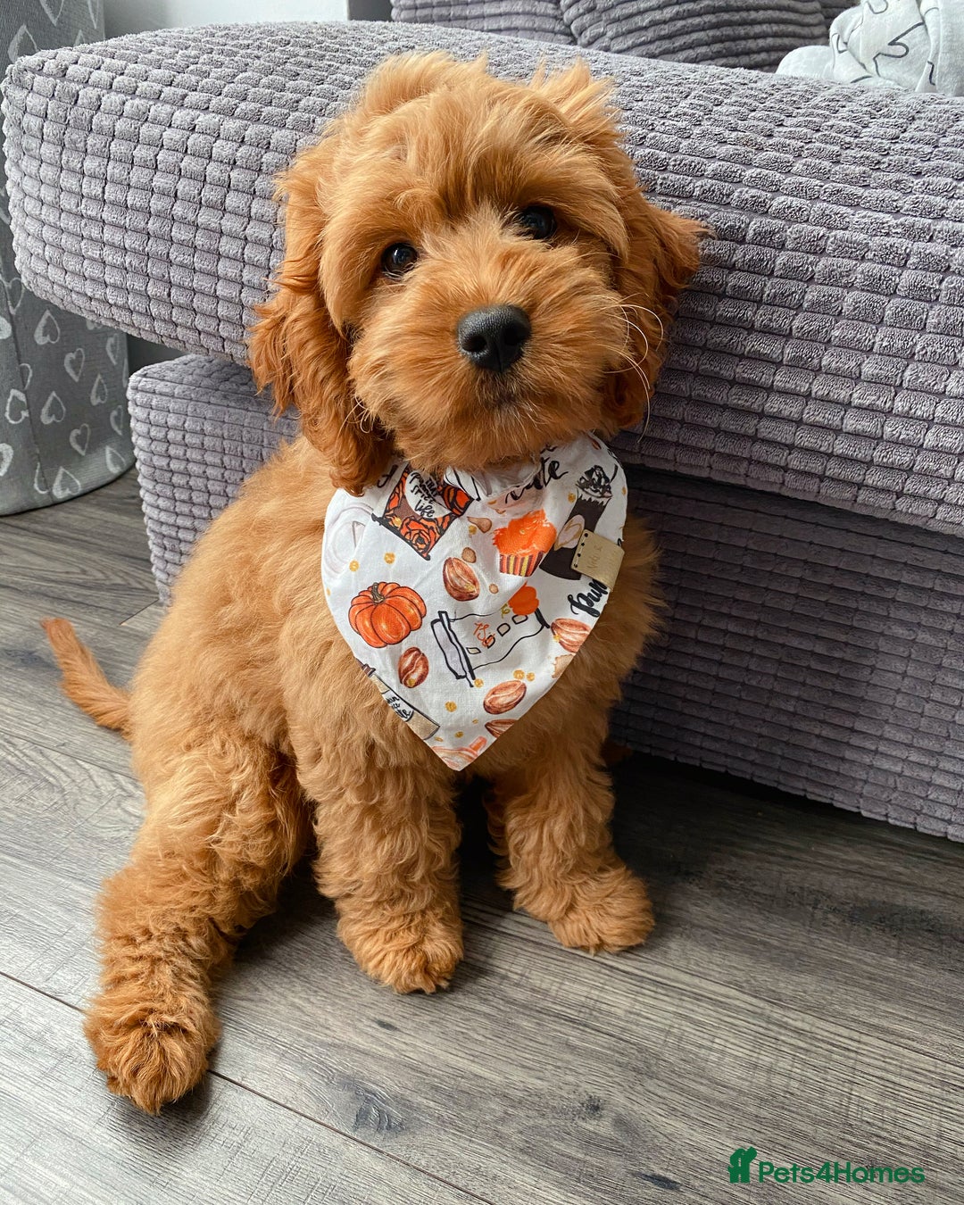 Cockapoo dogs for sale: 4 Stunning Fox Red F1b Toy Cockapoos  - Advert 33