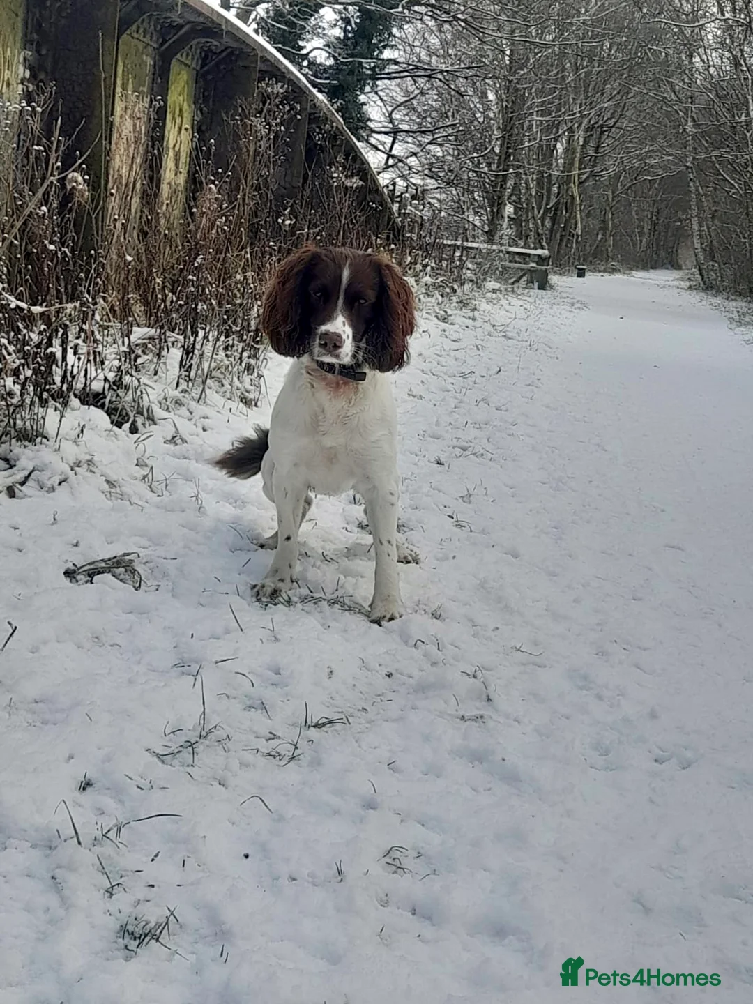 English Springer Spaniel dogs for stud: English springer spaniel  for stud *Proven* in Durham - Advert 3