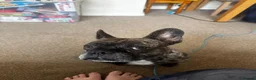 Mixed Breed dogs for sale: French x Staffie for rehoming in Bicester - Advert 3