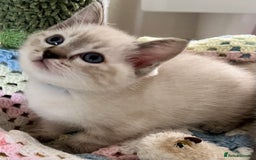 Ragdoll cats for sale: Pure Ragdoll Boys – Raised with Mum in Family Home - Image 1