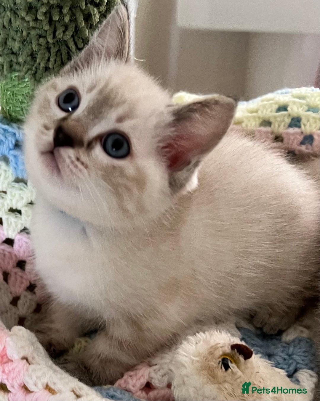 Ragdoll cats for sale: Pure Ragdoll Boys – Raised with Mum in Family Home - Image 1