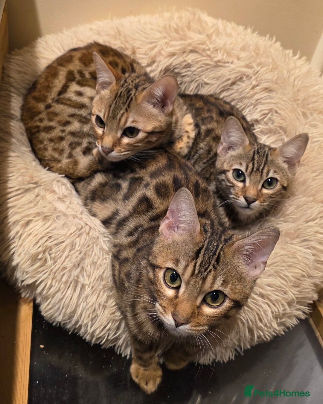 Bengal cats for sale:  Outstanding Quality Bengal kittens ready to leave - Image 14