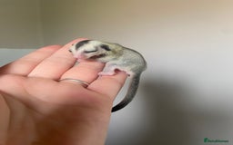 Sugar Glider rodents for sale: 2x male joeys BOTH RESERVED  - Image 1