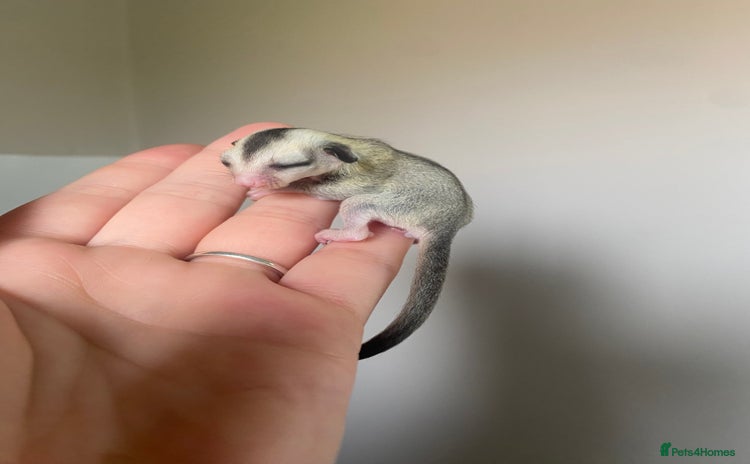Sugar Glider rodents - Advert 1