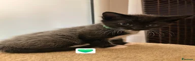 Mixed Breed Kitten 2