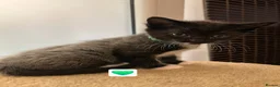 Mixed Breed cats for sale: Kittens   - Advert 25