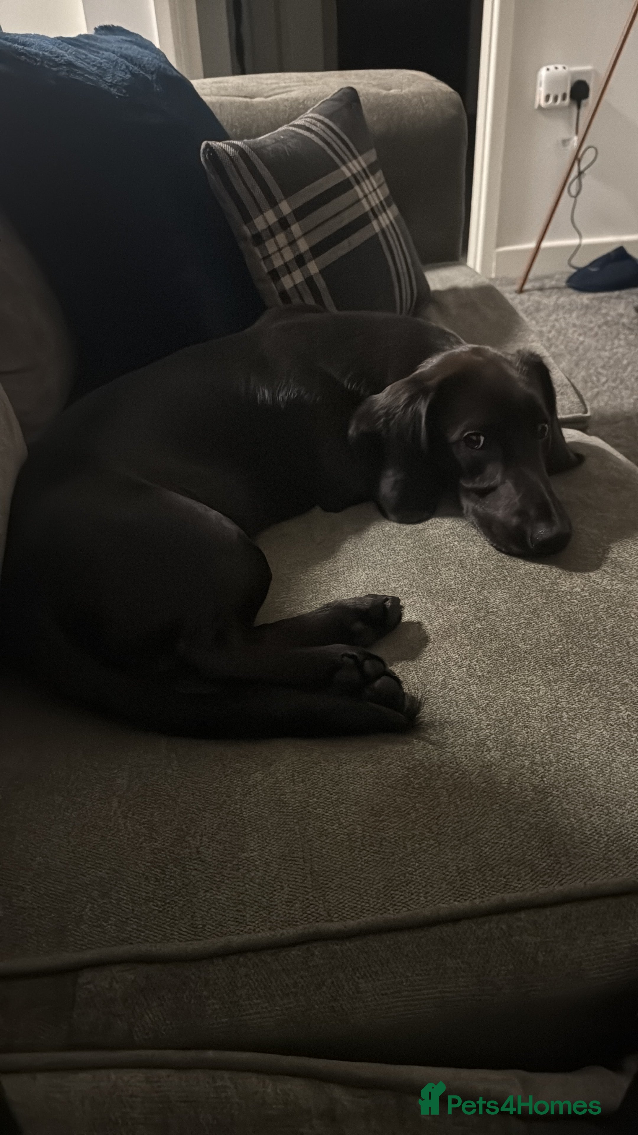 Mixed Breed dogs Cocker spaniel/Dashhound - Advert 17