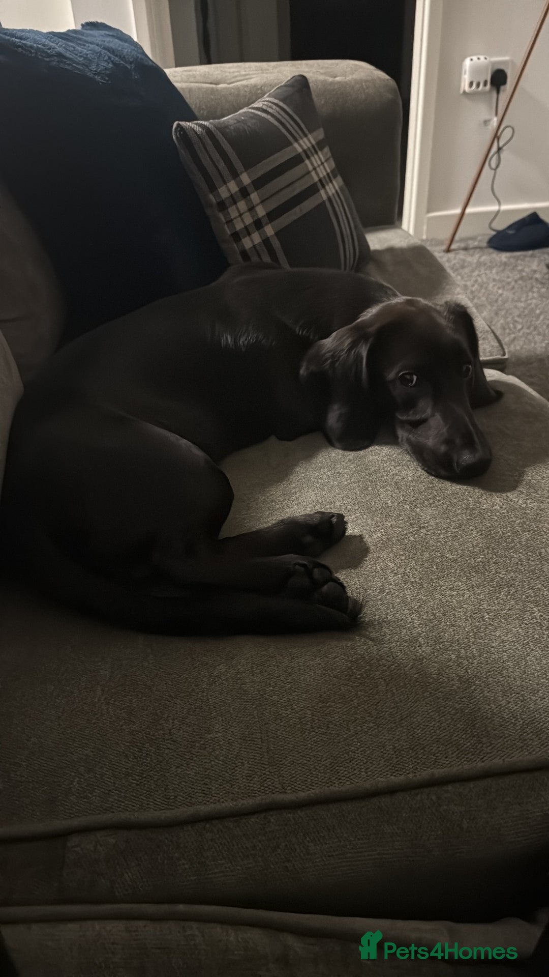 Mixed Breed dogs for sale: Cocker spaniel/Dashhound - Advert 1