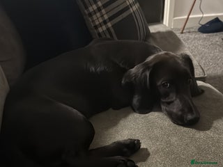 Mixed Breed dogs Cocker spaniel/Dashhound - Advert 5