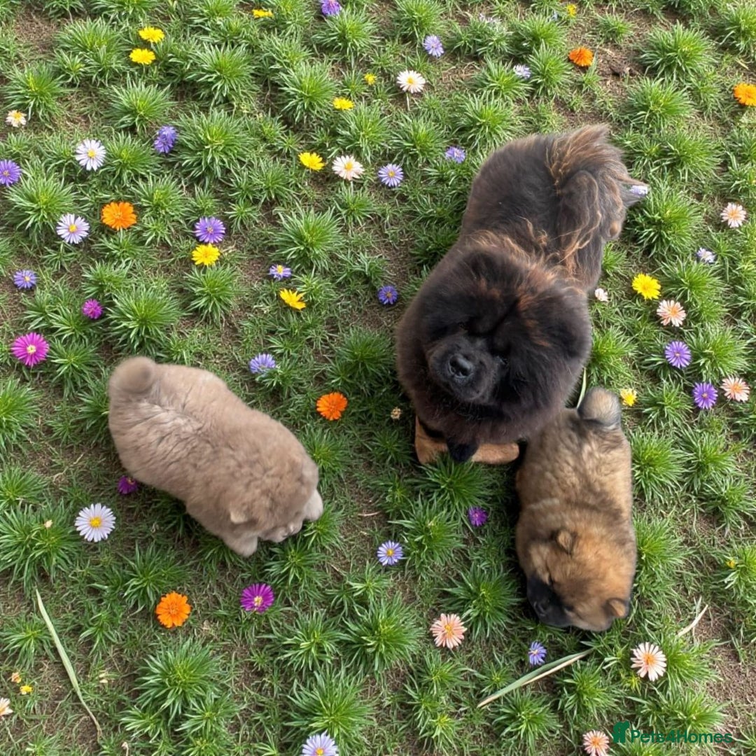Chow Chow dogs for sale: Adorable mini chow chow pups  - Image 5