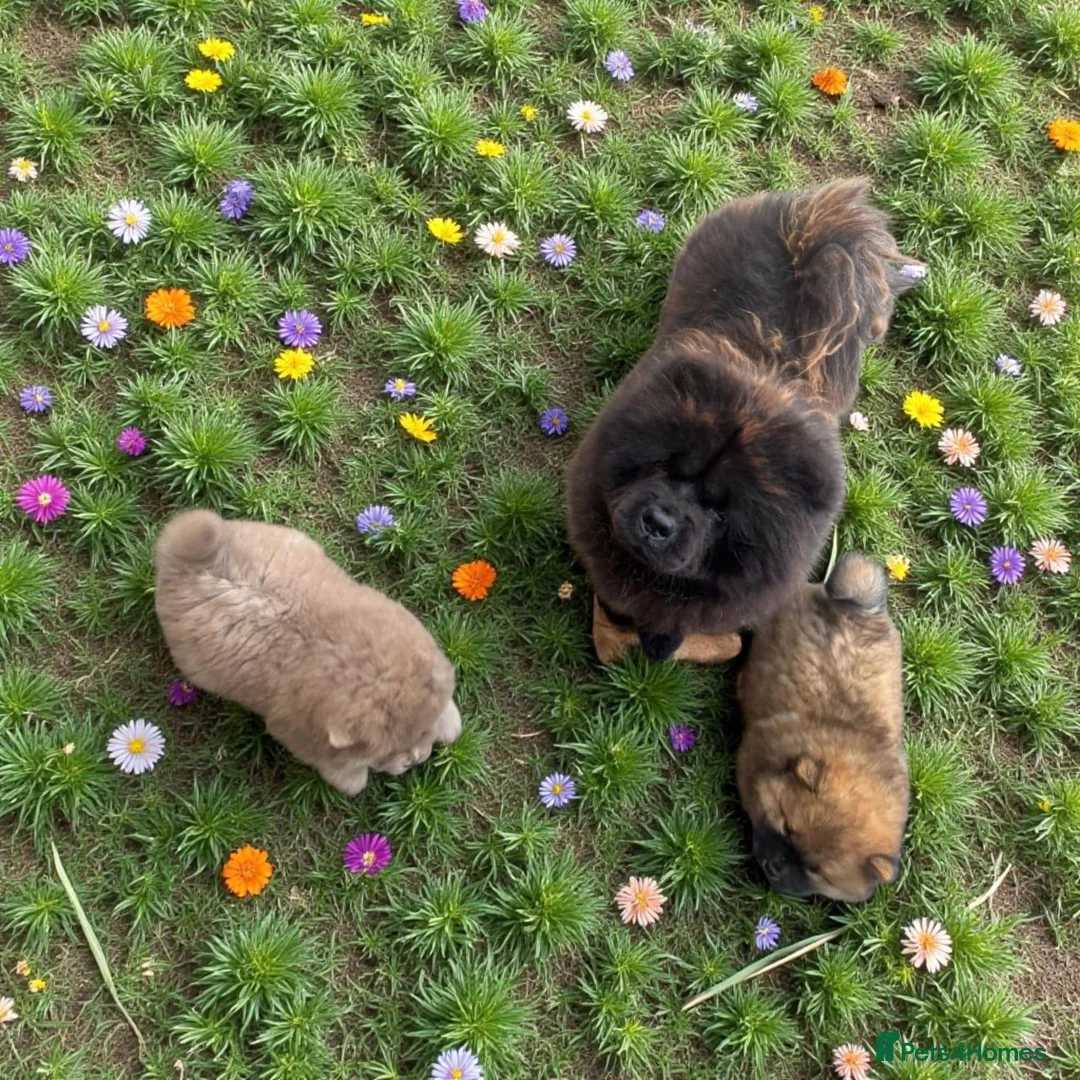 Chow Chow dogs for sale: Adorable mini chow chow pups  - Advert 4