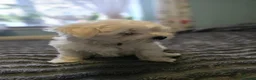 Maltese dogs for sale: Beautiful Maltese Puppies - Advert 3