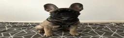French Bulldog dogs for sale: French bulldog  - Advert 9