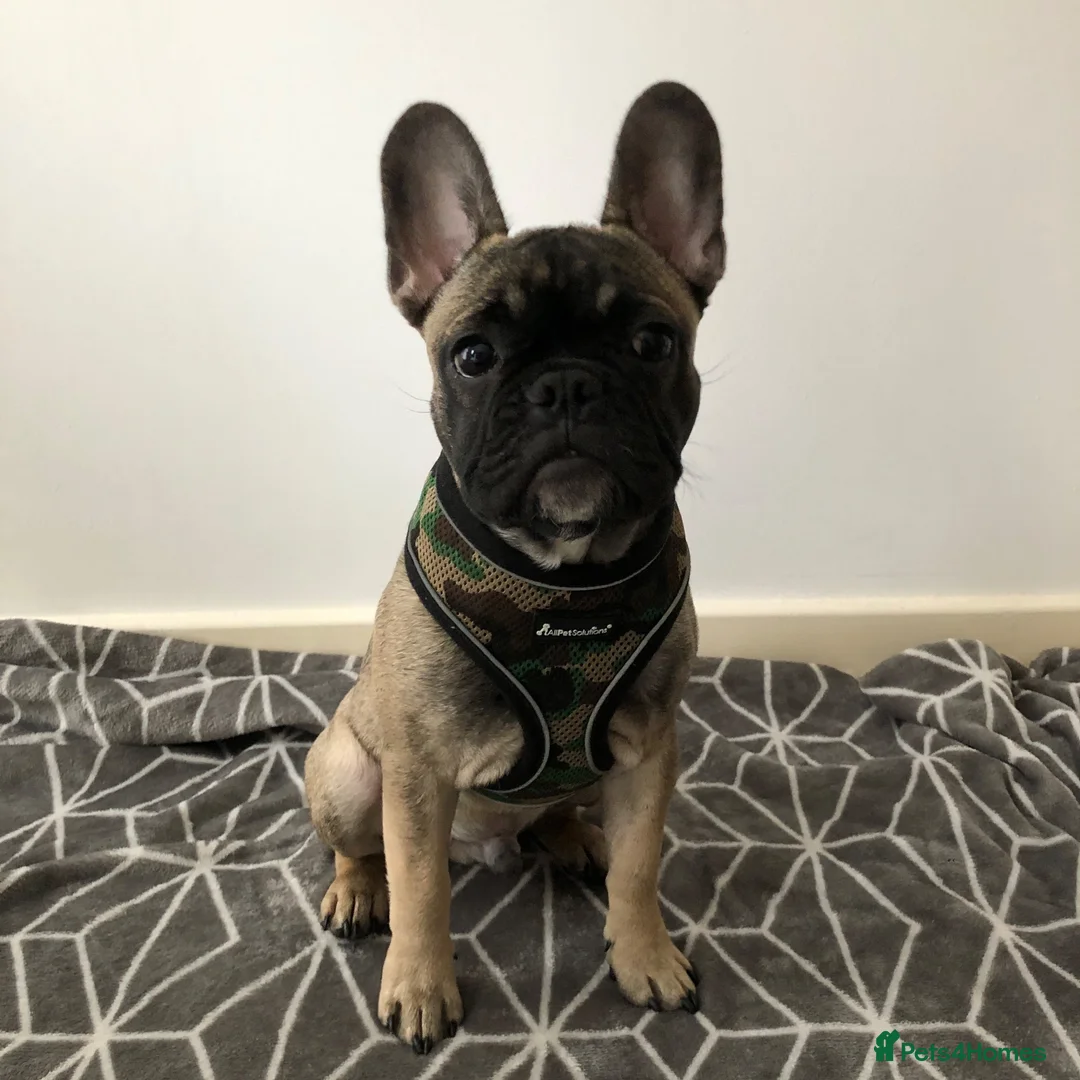 French Bulldog dogs for sale: French bulldog  - Advert 9