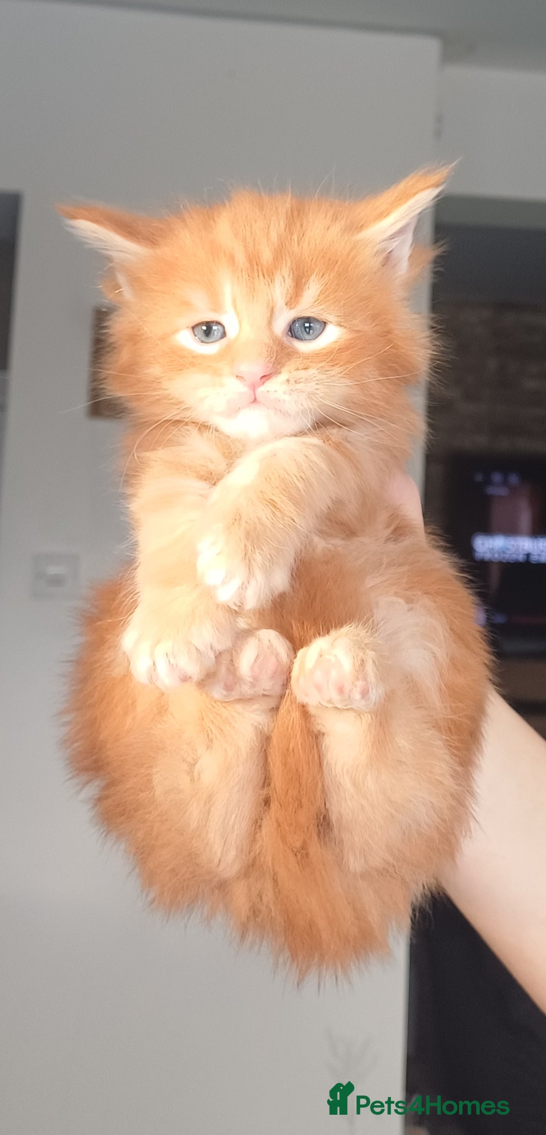 Maine Coon cats for sale: Maine Coon Kittens  - Advert 6