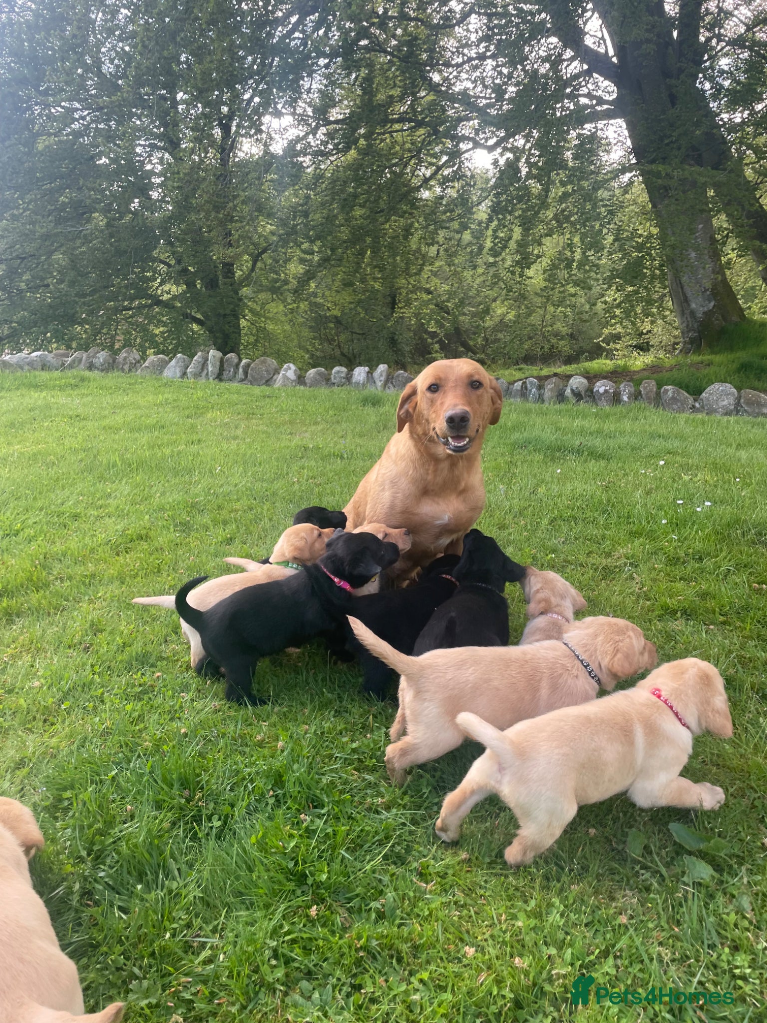 Labrador Retriever dogs 🐾KC Lab pups  - Advert 19