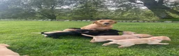 Labrador Retriever dogs for sale: 🐾KC Lab pups  - Advert 1