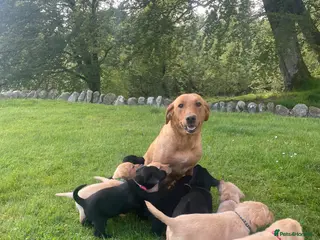 Labrador Retriever dogs 🐾KC Lab pups - Advert 9