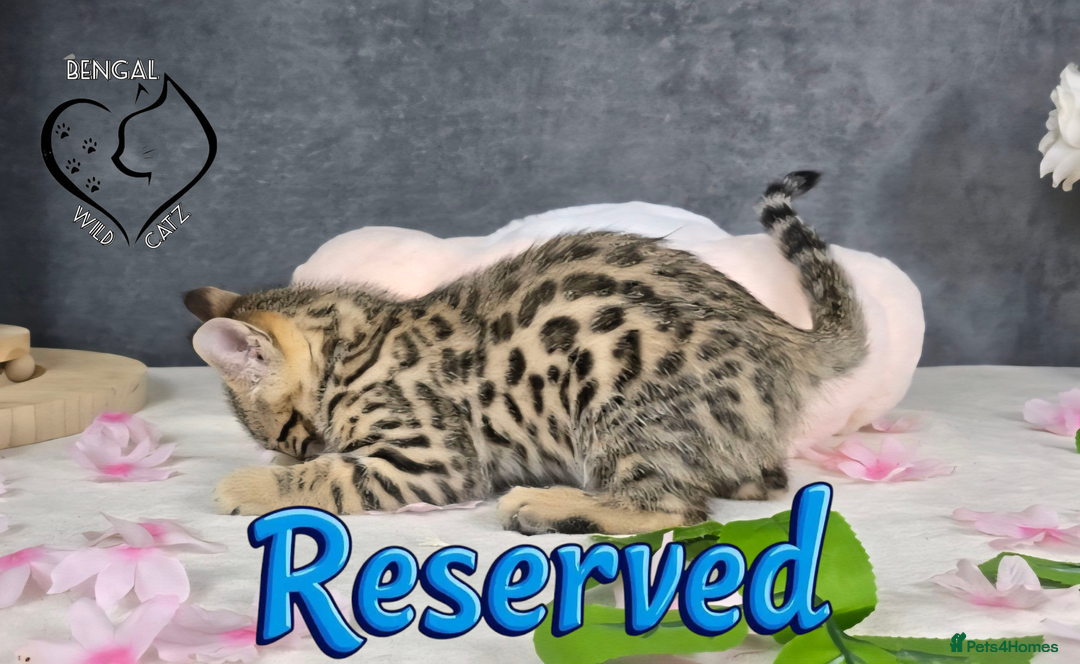 Bengal cats for sale: 1 beautiful boy from tica champion lines - Image 10
