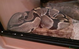 Python Snake reptiles for sale: Ball python morph - Image 2