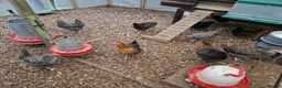 Chickens poultry for sale: Hybrid chickens for sale - Advert 3