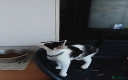 Domestic Shorthair cats for sale: Gorgeous boy kitten for sale in Ashford - Image 10