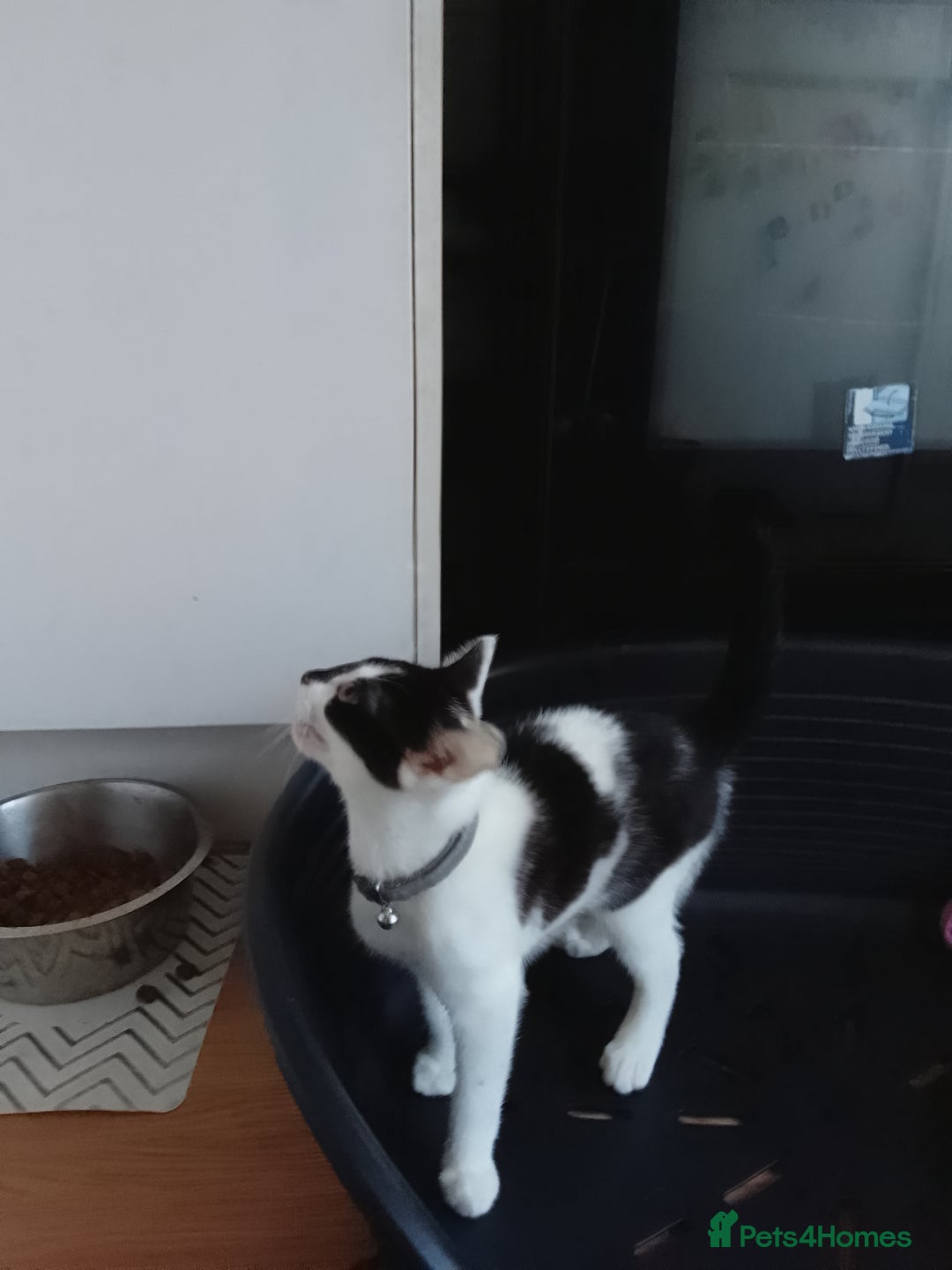 Domestic Shorthair cats for sale: Gorgeous boy kitten for sale in Ashford - Image 10