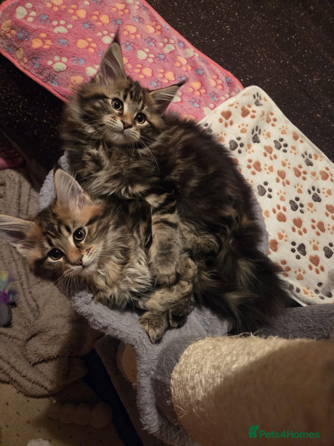 Maine Coon cats for sale: 2 Gorgeous Mane Coon Kittens  - Image 1