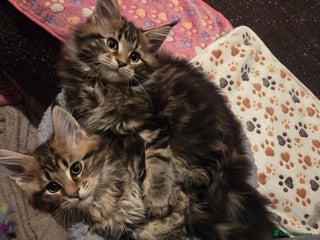 Maine Coon cats - Advert 8