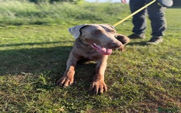 Dobermann dogs for sale: Selling our 2yr old male Doberman  - Advert 6