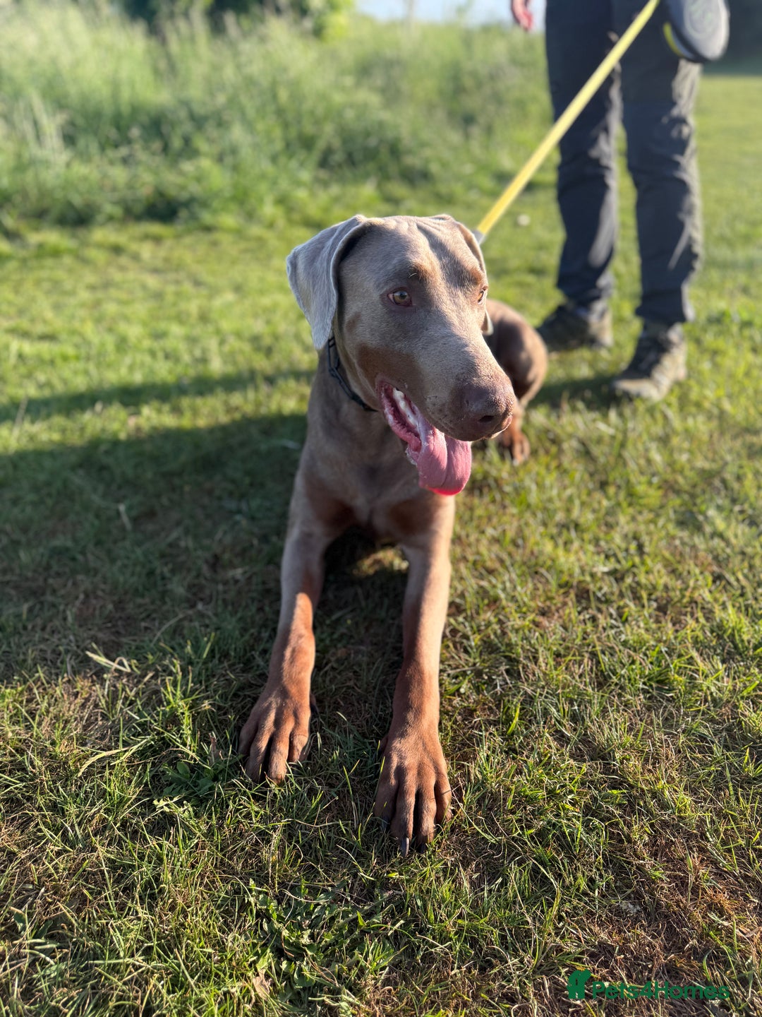 Dobermann dogs for sale: Selling our 2yr old male Doberman  - Advert 6