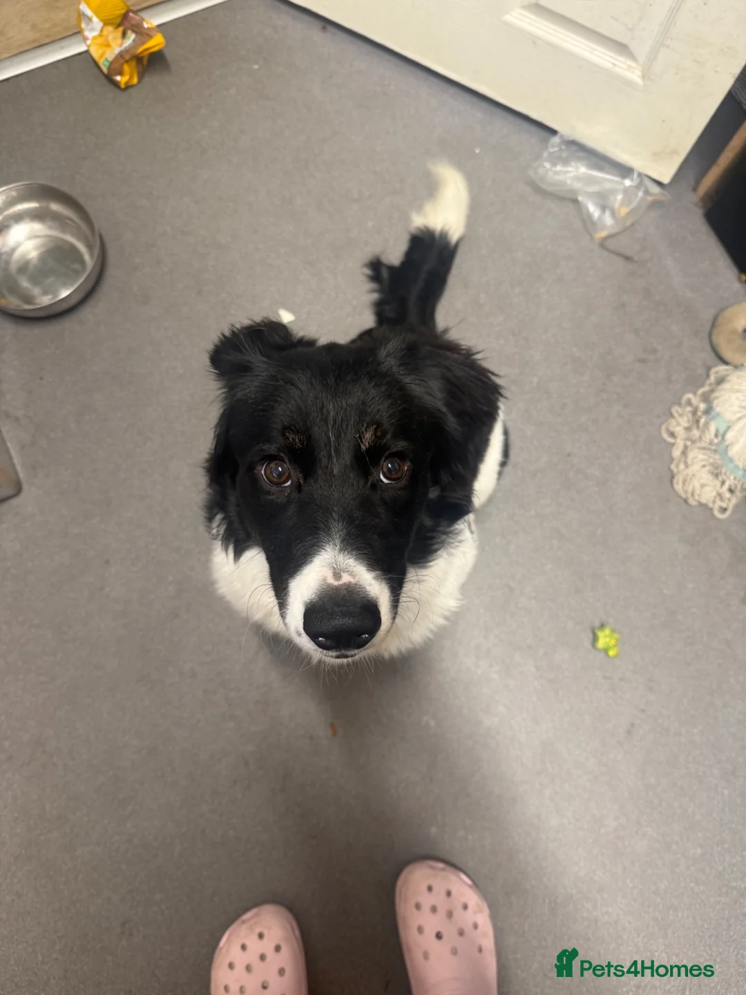Mixed Breed dogs for sale: Kiara🎀 border collie x  - Advert 9