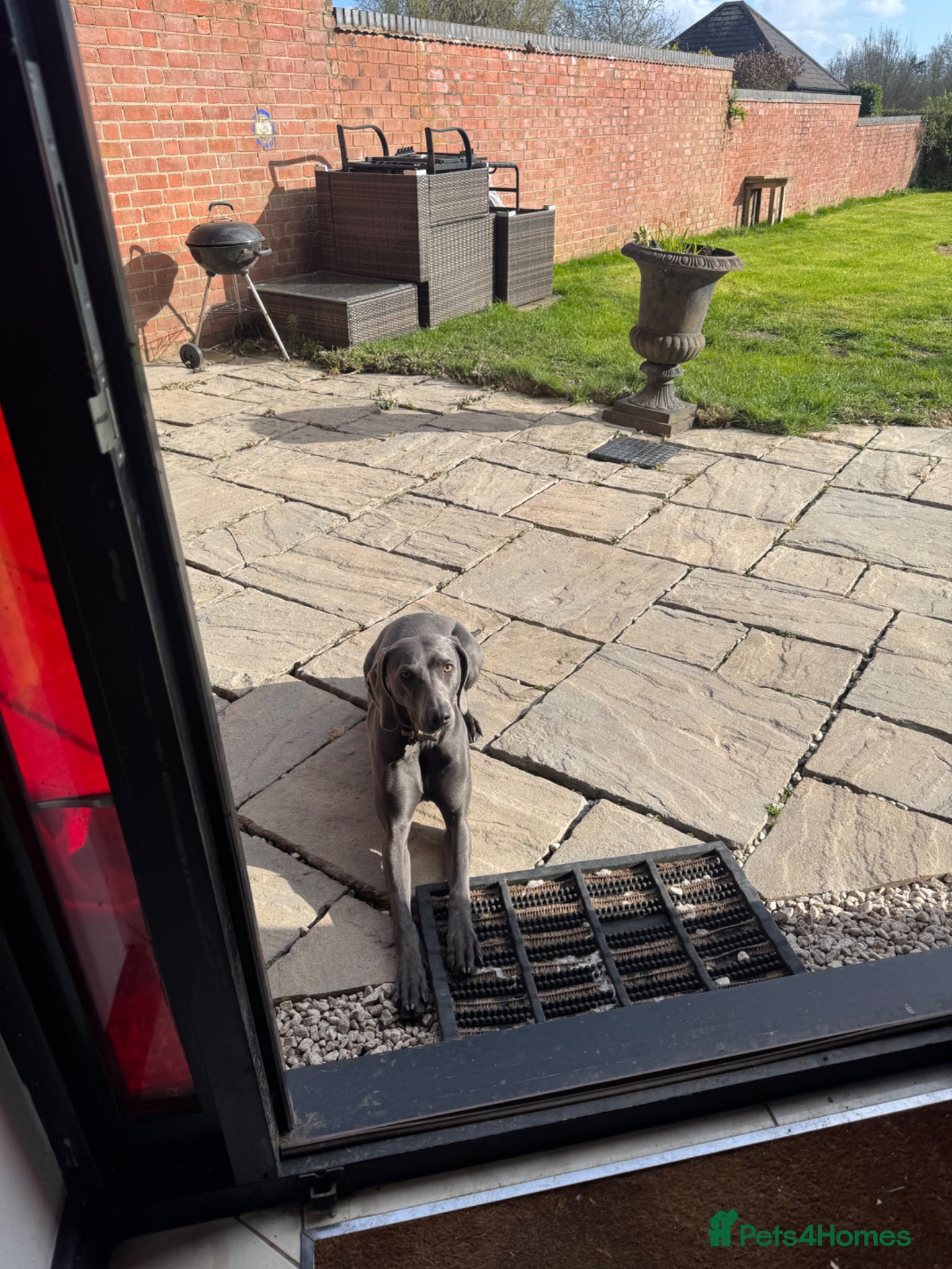 Weimaraner dogs Nala - 2 year old blue Weimaraner - Advert 1