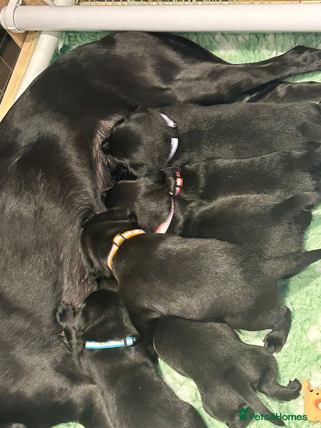 Labrador Retriever dogs for stud: Black labrador stud- FULLY HEALTH TESTED in Leyburn - Advert 12