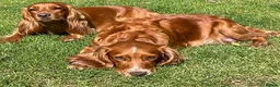 Cocker Spaniel dogs for sale: KC Reg FULLY health tested, working cocker spaniel - Advert 5