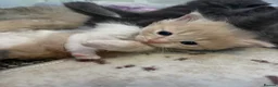 Mixed Breed cats for sale: Gorgeous kittens  - Advert 6