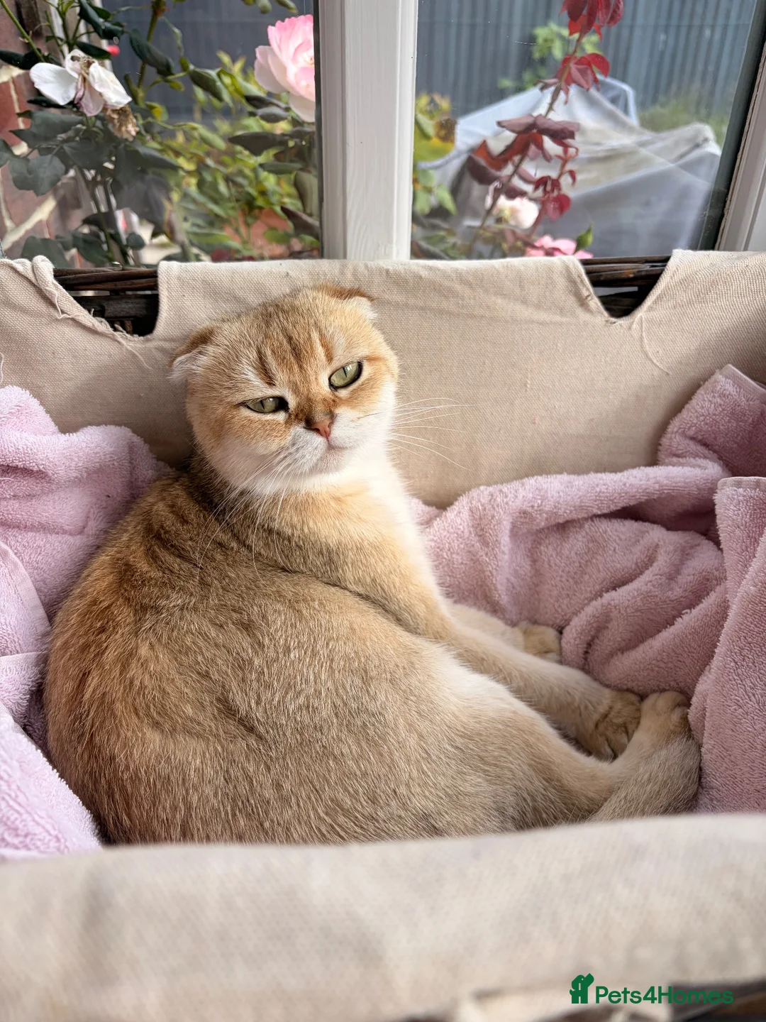 Scottish Fold cats for sale: Scottish Fold X Kittens  in Forest Row - Advert 1