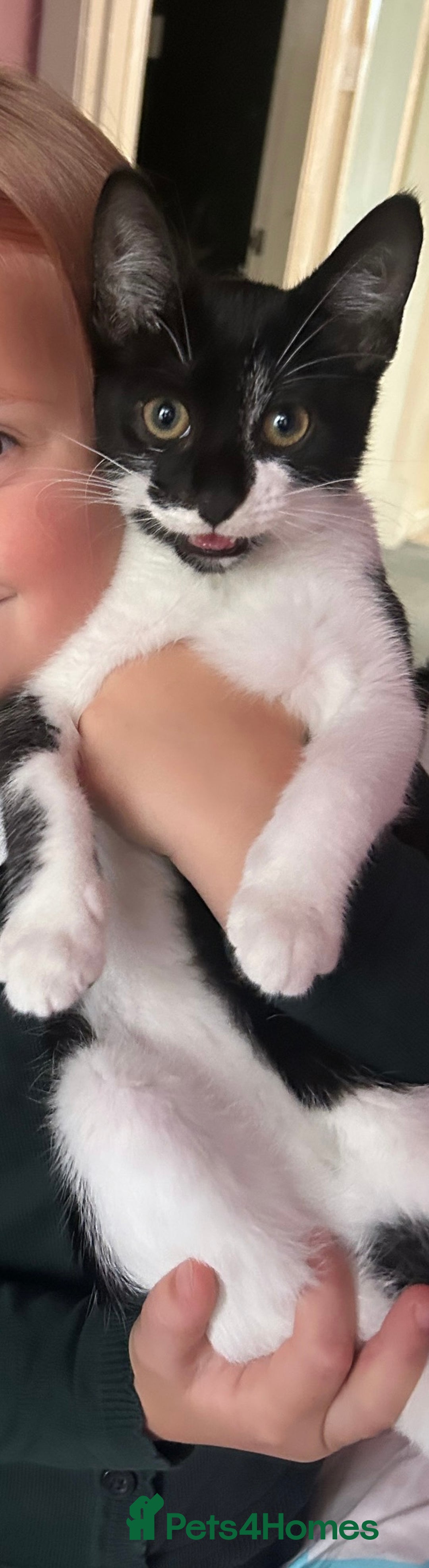 Domestic Shorthair cats for sale: Ivan  - Image 1