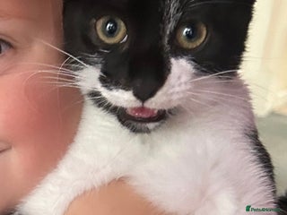 Domestic Shorthair cats - Advert 5