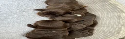 Cocker Spaniel dogs for sale: Beautiful 5 Chocolate and Tan cocker spaniels  - Advert 2
