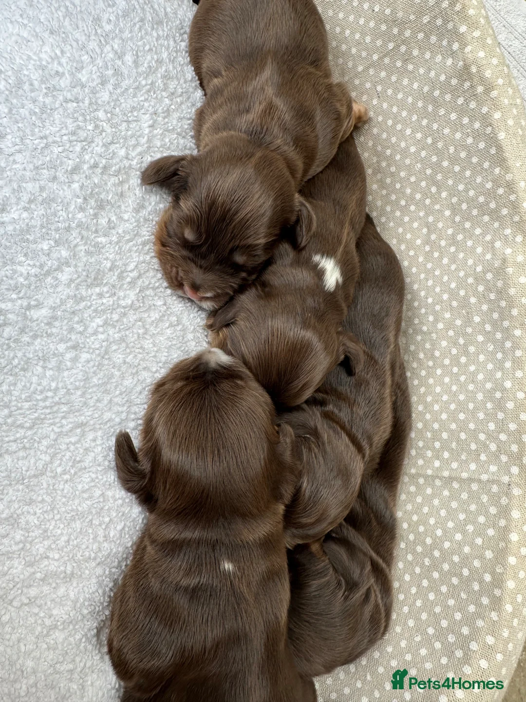 Cocker Spaniel dogs for sale: Beautiful 5 Chocolate and Tan cocker spaniels  - Advert 2