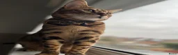 Bengal cats for sale: Bengal Cat For Sale - Advert 7