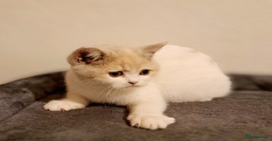 British Shorthair cats British Shorthair Fawn Tortie & White Female - Advert 11