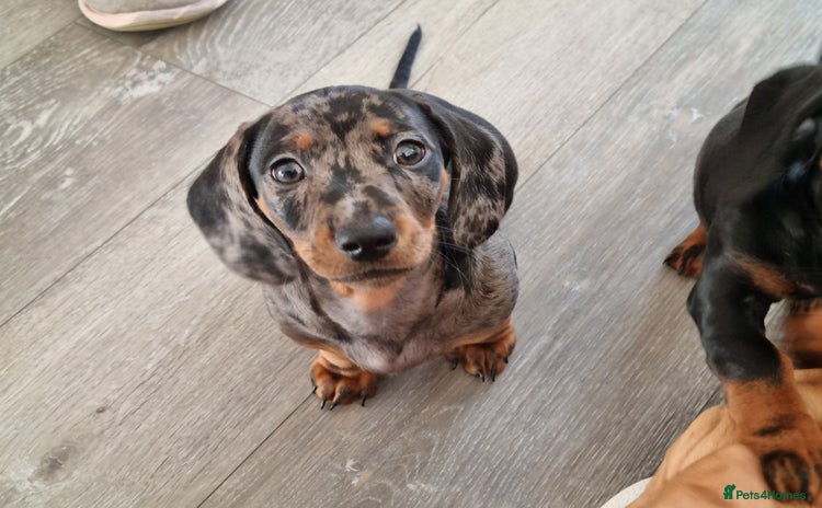 Dachshund dogs - Advert 2