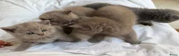 British Shorthair cats for sale: Beautiful British Shorthair blue&lilac Kittens - Advert 14