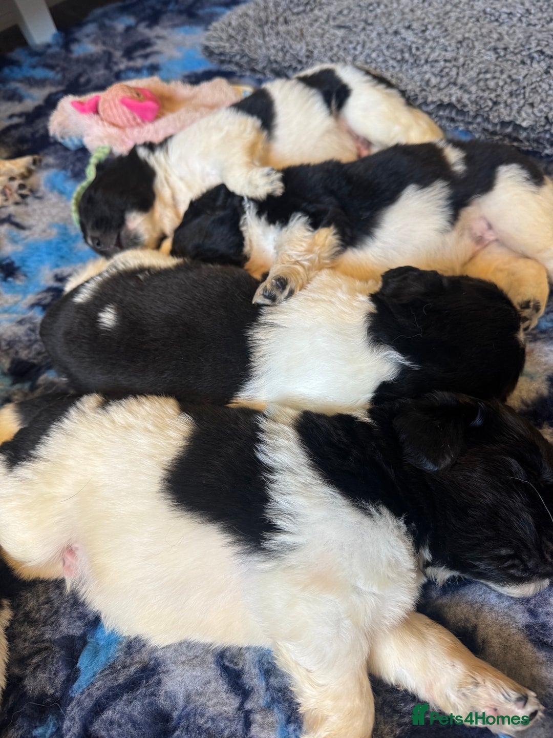 Newfoundland dogs for sale: QUALITY KC REGISTERED NEWFOUNDLAND PUPPIES - Image 3
