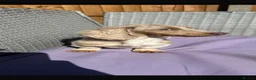 Miniature Dachshund dogs for sale: Mini dachshund dapple Isabela+tan piebald  - Advert 12